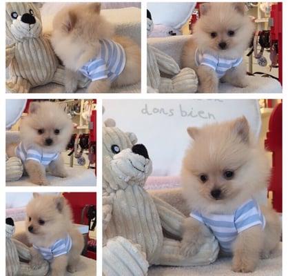 Pomeranian Puppy from Woof Woof Puppies & Boutique.