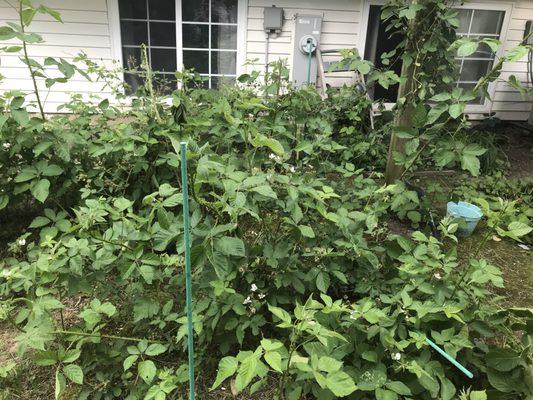 Berry bush before Townsend apparently told Huerta Landscaping to chop down "ugly" backyards.