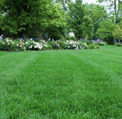 We can get your lawn looking like this. Best on the block!!!