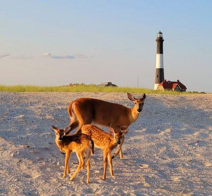 Momma and babies,  dad was taking a stroll.