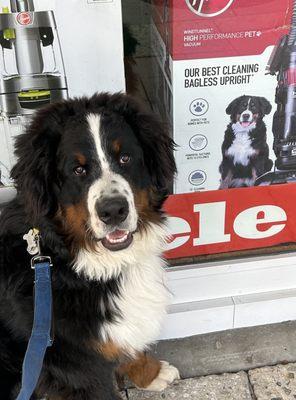 Even my dog, Woof, wants to buy a vacuum cleaner at Coast Sewing & Vacuum!