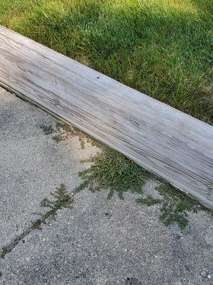 Weeds growing out of sidewalk