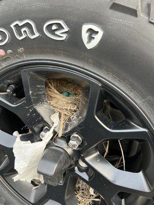 Nest with eggs in my spare. Bird poo eats away the paint.