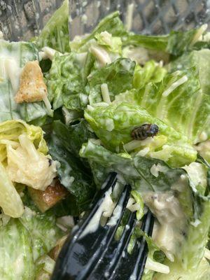 Dead Bug in my salad