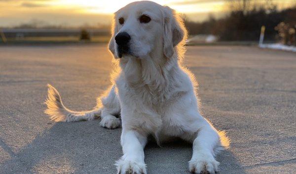 Cooper during the sunrise