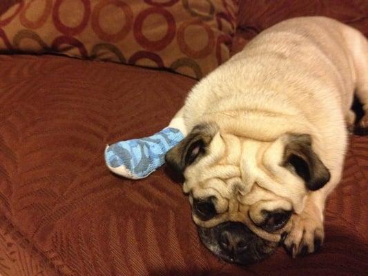 Roscoe the pug after tearing off a nail. Full recovery.