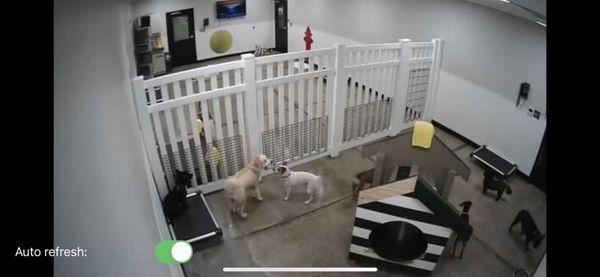 Daycare via webcam