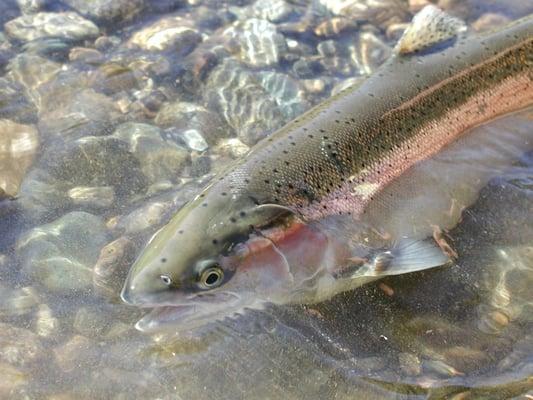 Trinity River Steelhead on Fly Rod