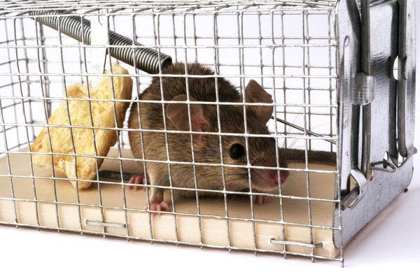 Rodent Solutions Pro | Rodent Proofing & Sanitation Oakland, CA