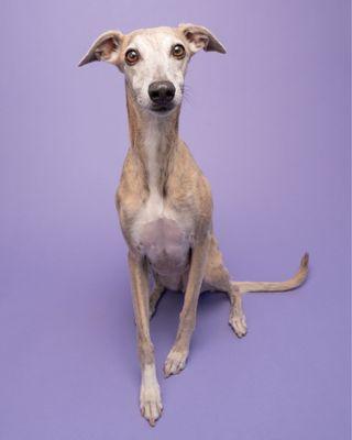 Whippet