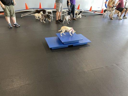 My Maggie needed to get on the pedestal to feel as big as the other puppies