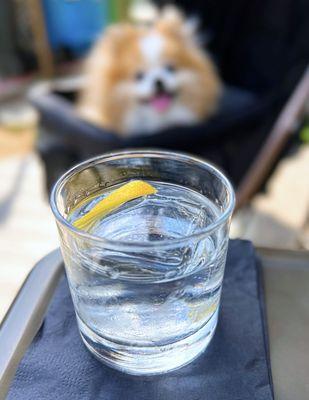 Hendrick's Gin, on the rocks | $14 (Dog-friendly bar, inside+outside on the terrace!)