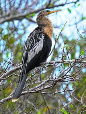 Female anhinga