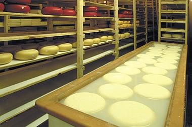 Brine soaking, part of the cheesemaking process.