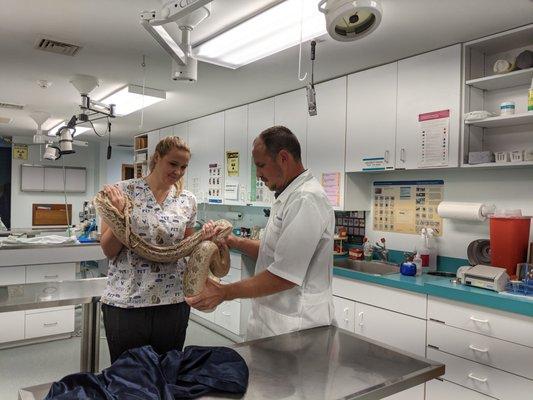 Dr. Chad and Caitlyn examine "Stacy" the 4 yo Burmese python.