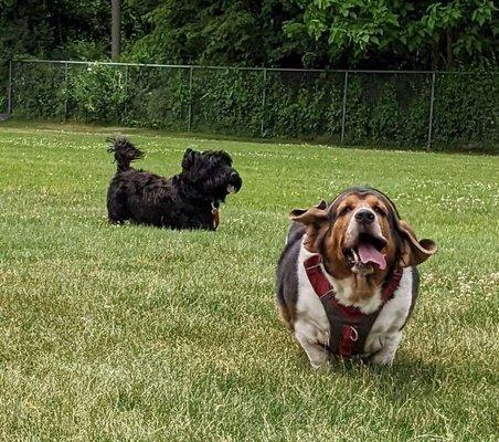 Old Man Mackie and Beaners enjoying their fun field day w Brie!