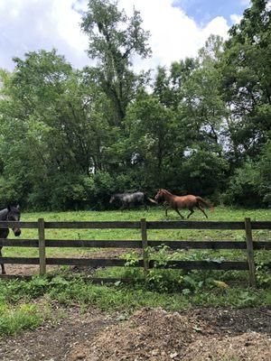 Horses at Providence - running in field