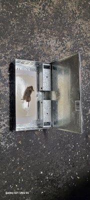 Mice caught in tin cat in restaurant.