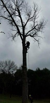 Cotton wood removal,
 Salado tx, 76571