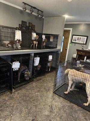 Canine Design Salon, Spa and Resort