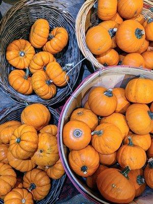 Baby pumpkins