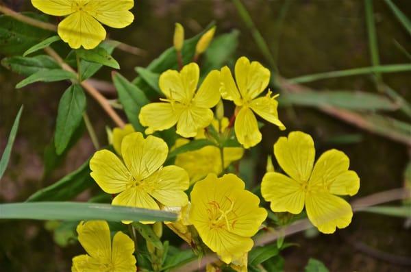 flowers along the river banks.