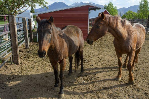 Students are able to ride the horses and participate in EAGALA therapy.