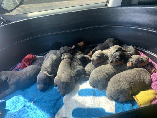 12 Doberman pups tail docked