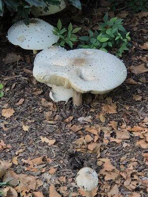 Yummy mushrooms in front of apartment building.