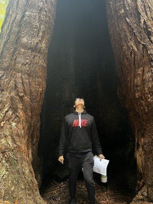 Human in fire burned redwood tree