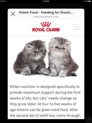 Kitten nutrition courtesy of Royal Canin