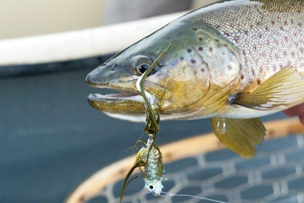 Brown trout on a streamer