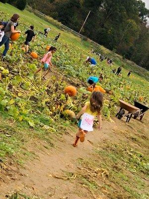 Pumpkin patch