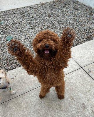 Dog Days of Buffalo Daycare is so much fun!