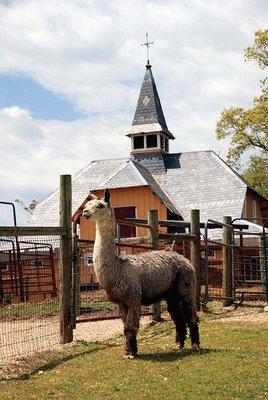 Our gray suri herdsire, Magnum, poses in front of our historic, restored stable