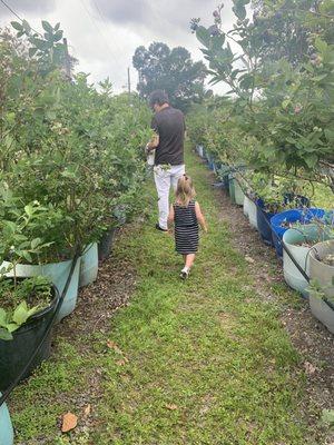 Picking with daddy