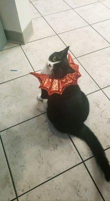 Barry putting up with his Halloween costume :)