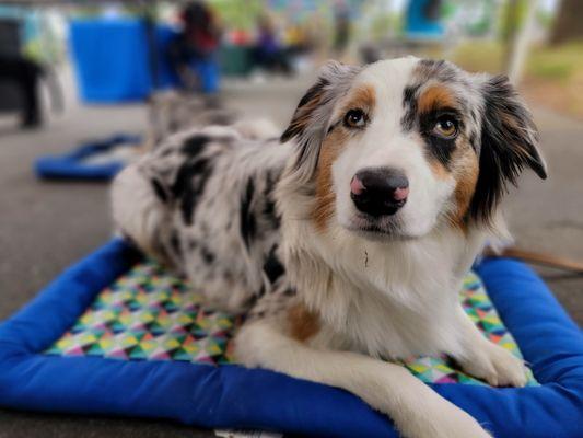 Pet sitting with training.