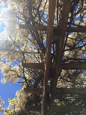 Wisteria tree.