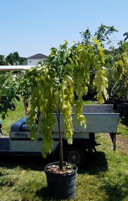 Jesse Durko's Nursery