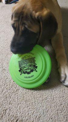 Cogstone brewery kids special frisbee enjoyed by my animal therapy assistant Buckaroo.