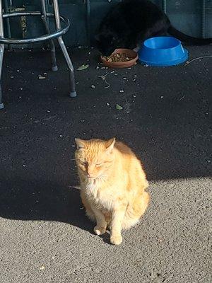 Pretty Shawna, basking on the back deck!