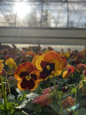 Fall Pansies 'Solar Flare' 2023