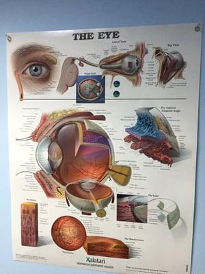 Learn About Your Eye!  Treat them with respect. Get a yearly exam.