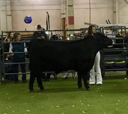 2018 FFA Reserve Angus Champion 1415lbs