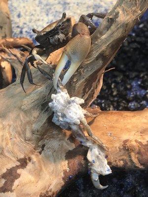 Fiddler Crabs at Pet Supermarket! What? Stop by and check them out.