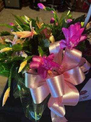 Pink & Yellow Christmas Cactus