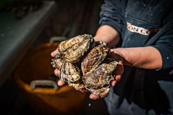 Clausen Moonrock Oysters