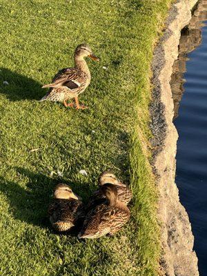 Ducks Sunning themselves