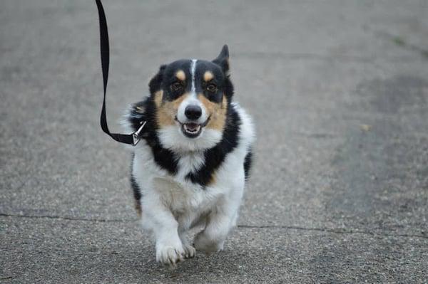 My dog tyler the loveable corgi that showed me my path